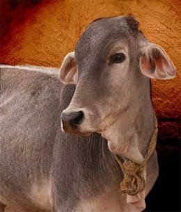 ISKCON Vrndavan’s Goshala Vision