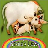 Vrindavan TP – Does He Really Care For Cows